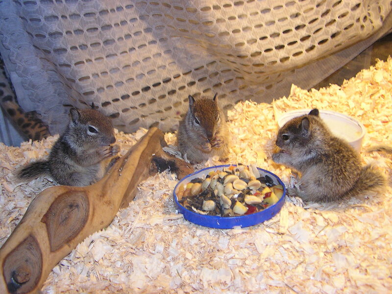 Three Chipmunks Eating