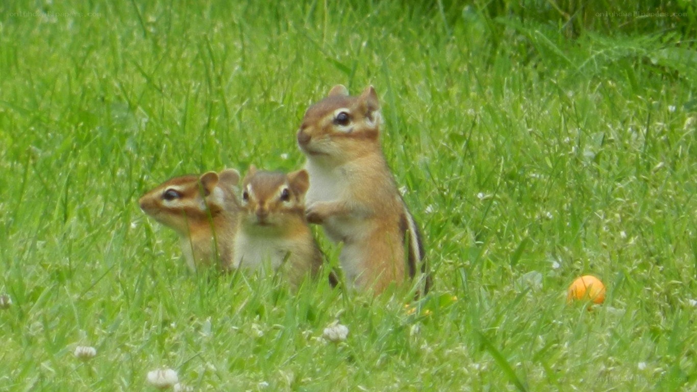 Three chipmunks in grass