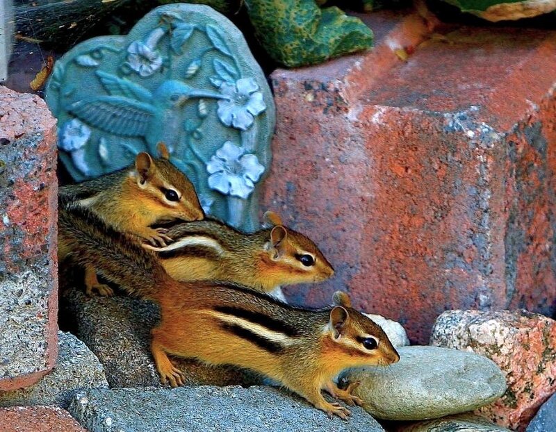 Three chipmunks on a stone wall