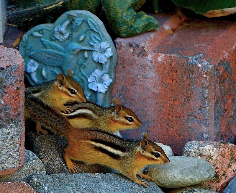 Three Chipmunks on Rocks