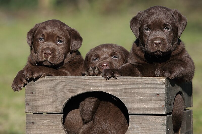 Three Chocolate Lab Puppies — Brown, Calm