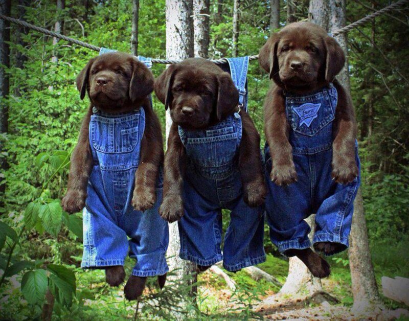 Three Chocolate Lab Puppies — Brown, Playful, Afternoon