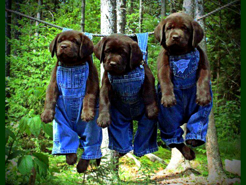 Three Chocolate Lab Puppies — Brown, Playful