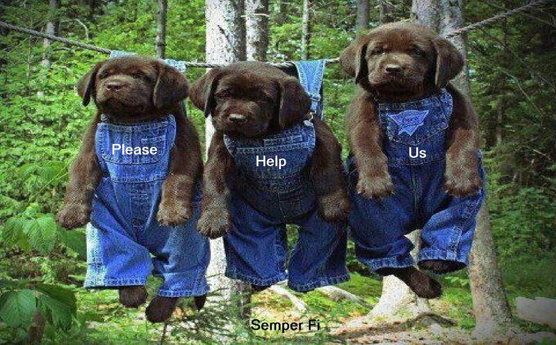 Three Chocolate Lab Puppies — Brown