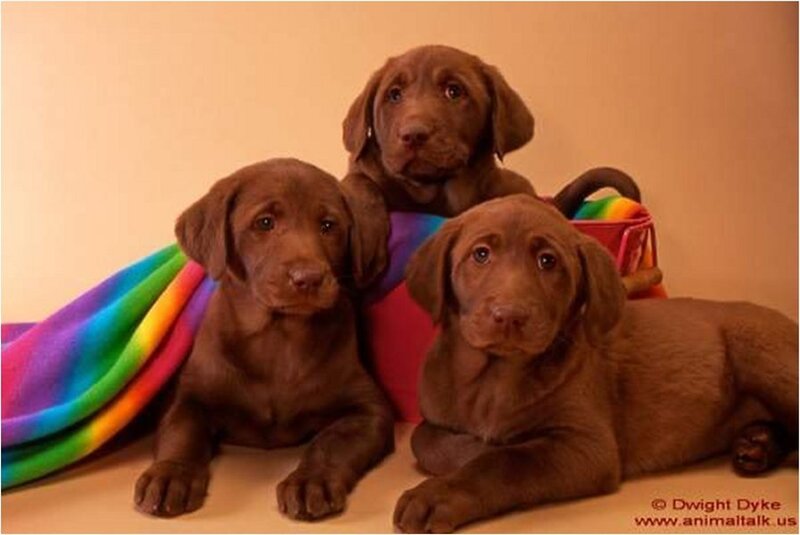 Three Chocolate Lab Puppies