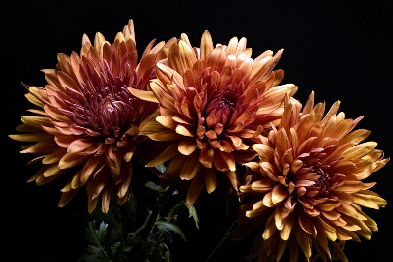Three Chrysanthemum Flowers — Orange
