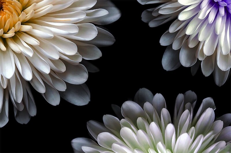 Three Chrysanthemum Flowers