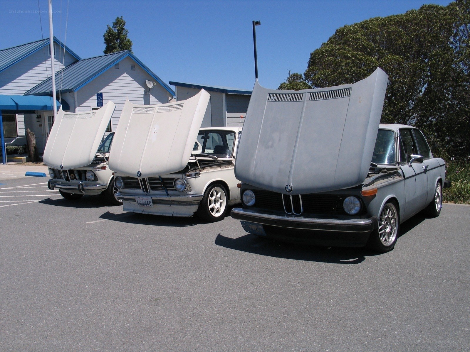 Three classic BMWs with hoods open