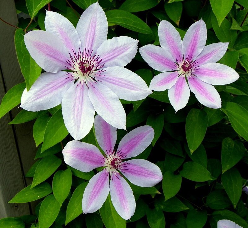 Three Clematis Flowers