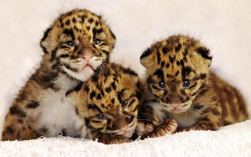 Three Clouded Leopard Cubs — Brown, Calm, Photograph