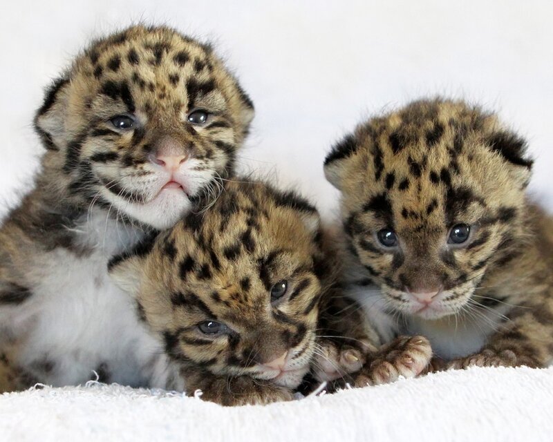 Three Clouded Leopard Cubs — Brown, Calm