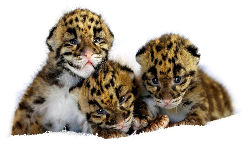Three Clouded Leopard Cubs — Brown