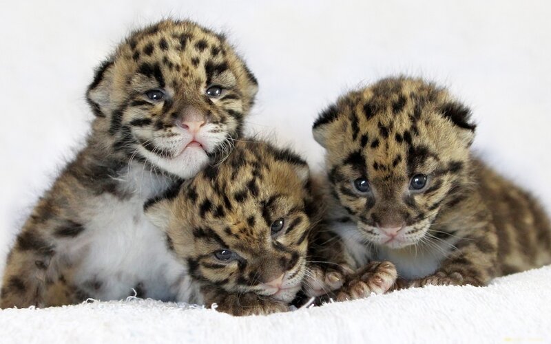 Three Clouded Leopard Cubs — White, Calm, Photograph