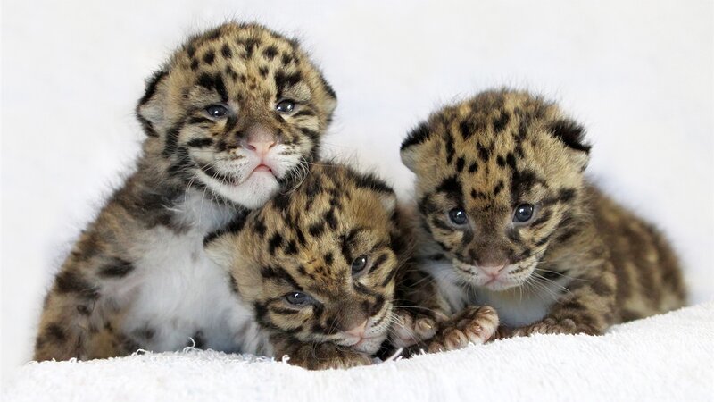 Three Clouded Leopard Cubs — White, Calm, Photograph, White Blanket
