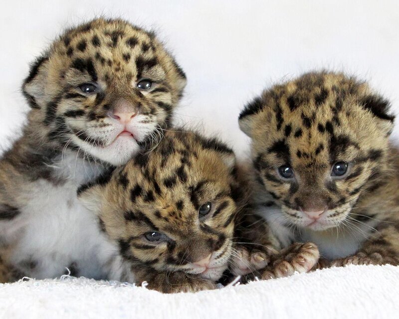 Three Clouded Leopard Cubs — White, Calm
