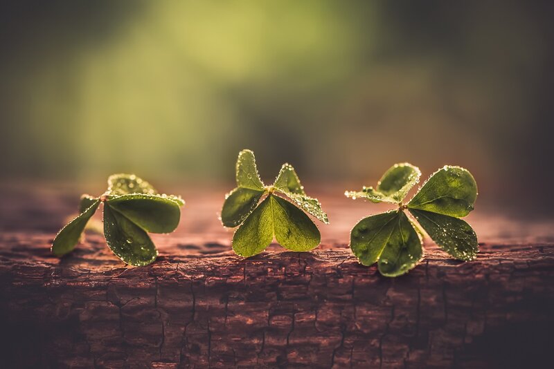 Three Clover Leaves — Green