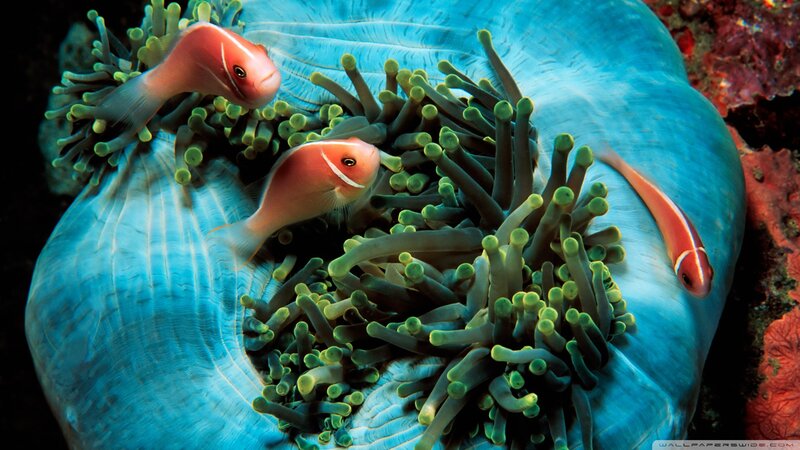 Three Clownfish in Anemone — Blue