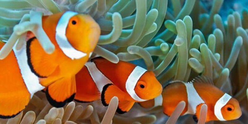Three Clownfish in Anemone — Orange