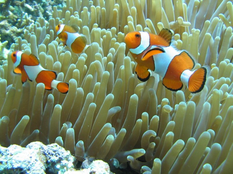 Three Clownfish in Anemone