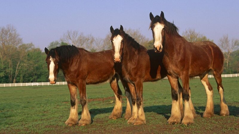 three clydesdale horses in a field