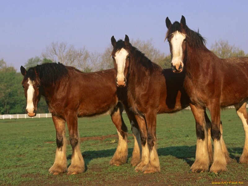 Three Clydesdale Horses