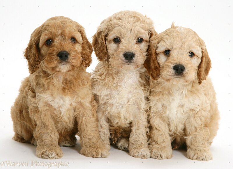Three Cockapoo Puppies — Brown
