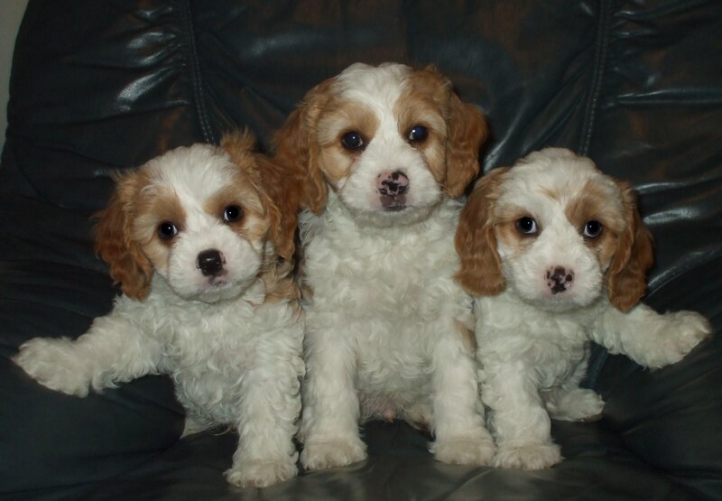 Three Cockapoo Puppies