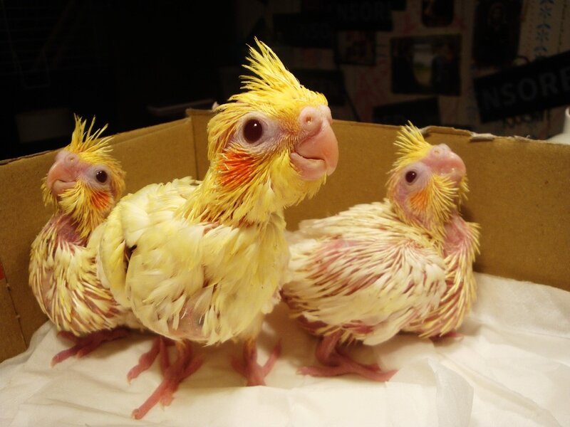 Three Cockatiel Chicks