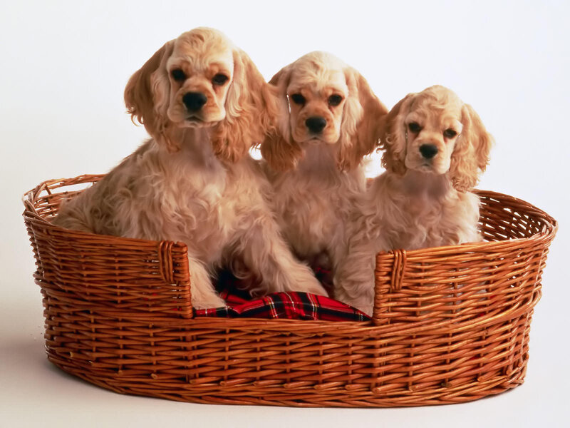 Three Cocker Spaniel Puppies — Brown