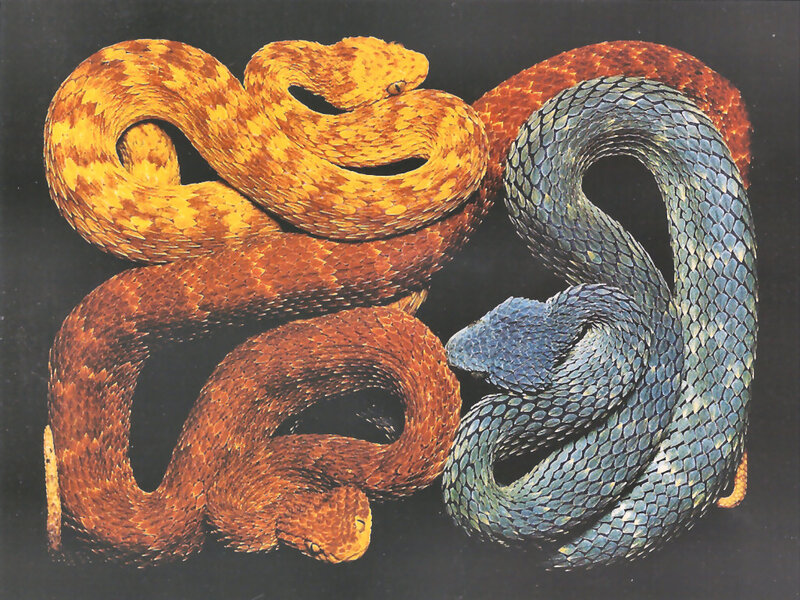Three Coiled Snakes — Yellow