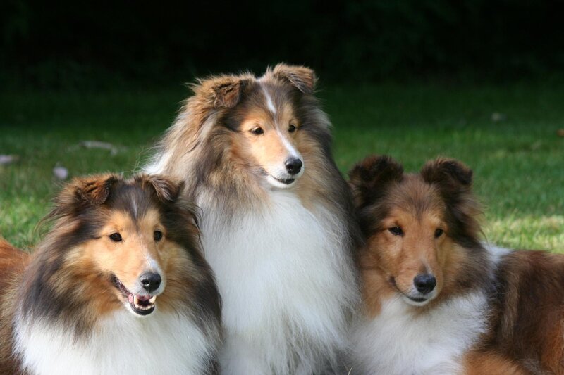 Three Collie Dogs — Brown, Calm, Afternoon