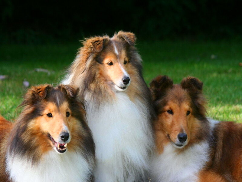Three Collie Dogs — Brown, Calm