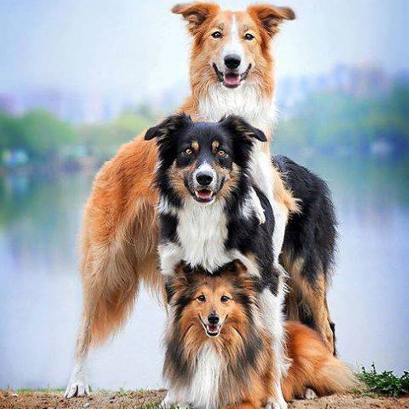 Three Collie Dogs — Brown