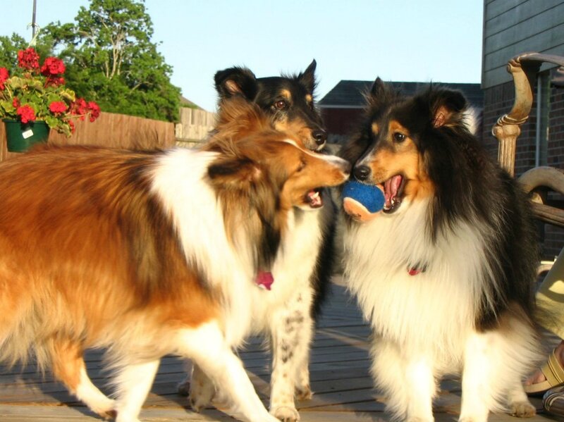 Three Collie Dogs Playing