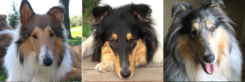Three Collie Dogs