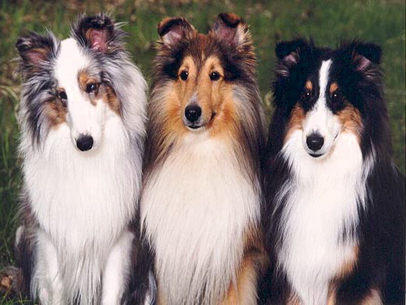 Three Collie Dogs — White