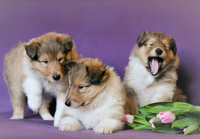 Three Collie Puppies — Purple