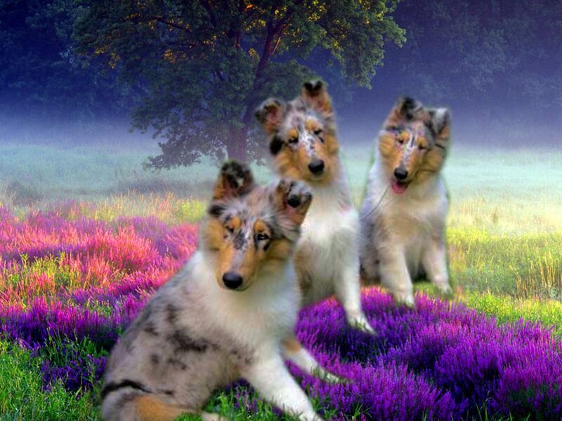 Three Collie Puppies