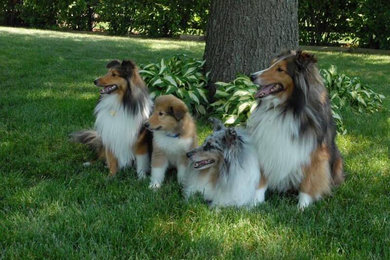 Three Collies and a Puppy