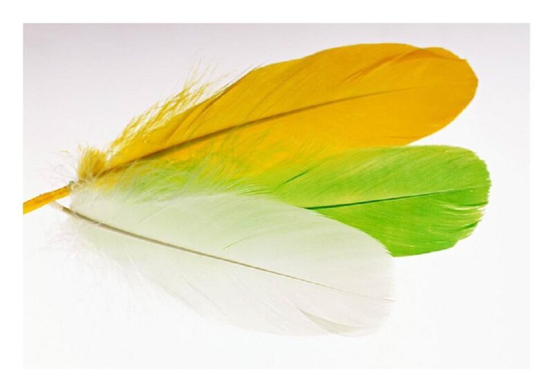 Three Colored Feathers