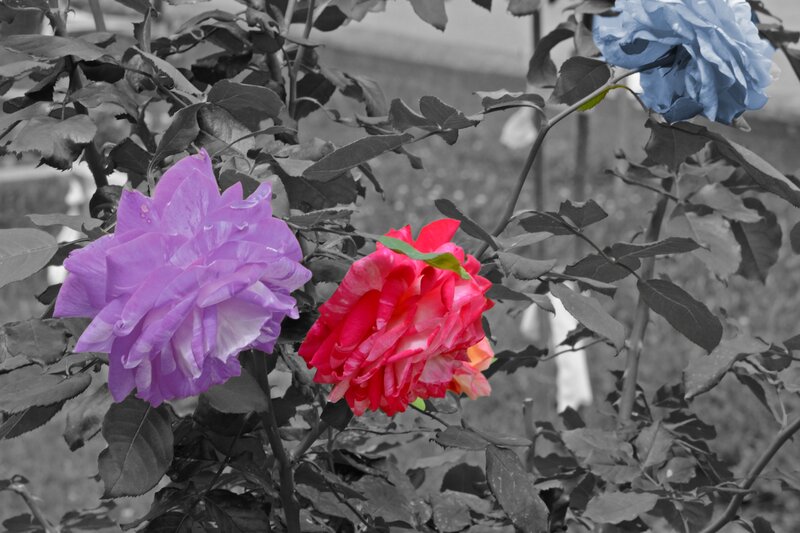 Three Colored Roses — Purple