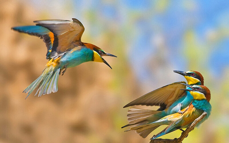 Three Colorful Birds — Blue, Dynamic