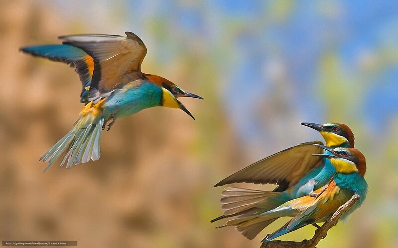 Three Colorful Birds — Blue, Vibrant