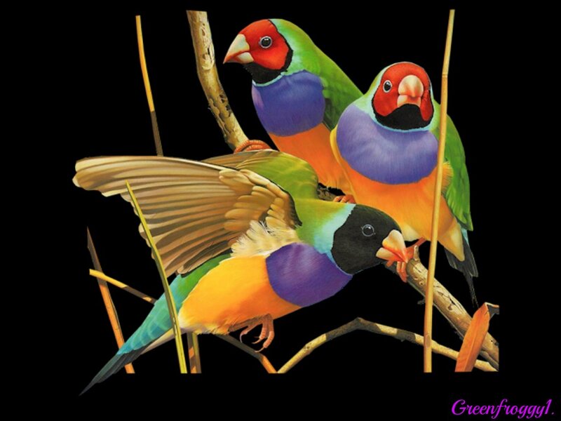 Three Colorful Birds — Green