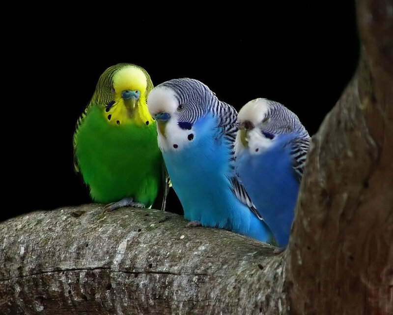 Three colorful budgerigars on a branch