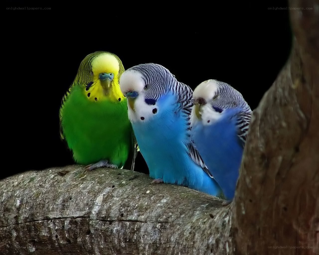 Three colorful budgerigars on a branch