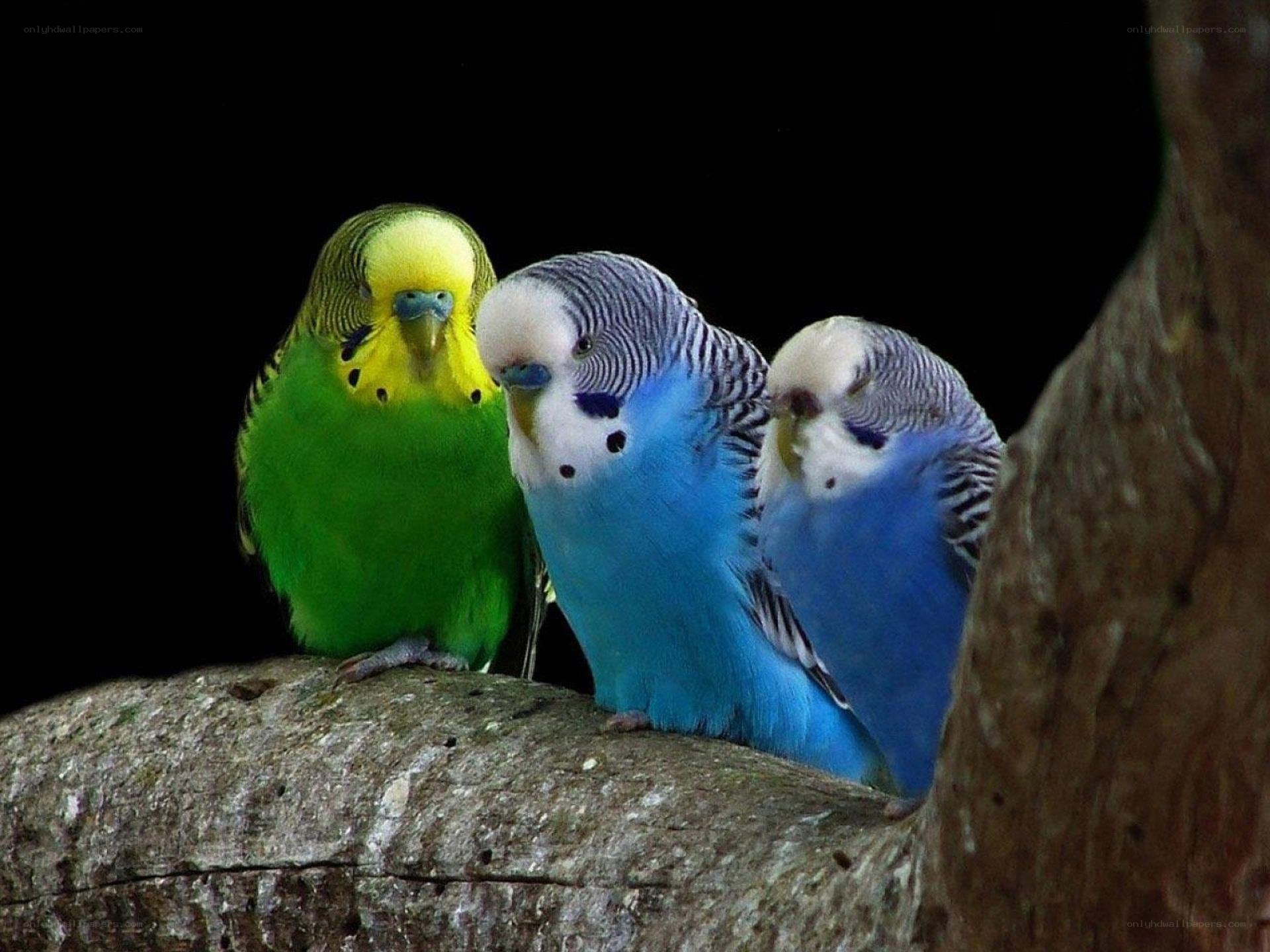 Three colorful budgerigars on a branch