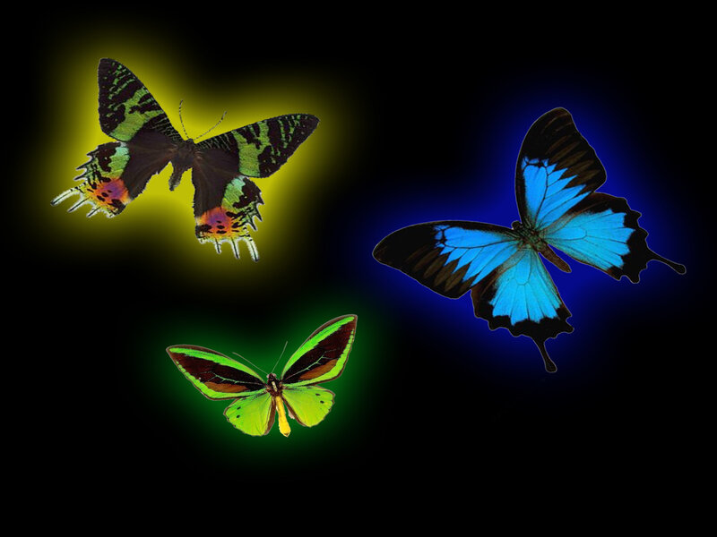 Three colorful butterflies