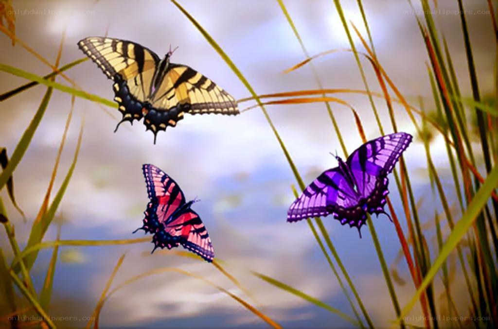 Three colorful butterflies in grass