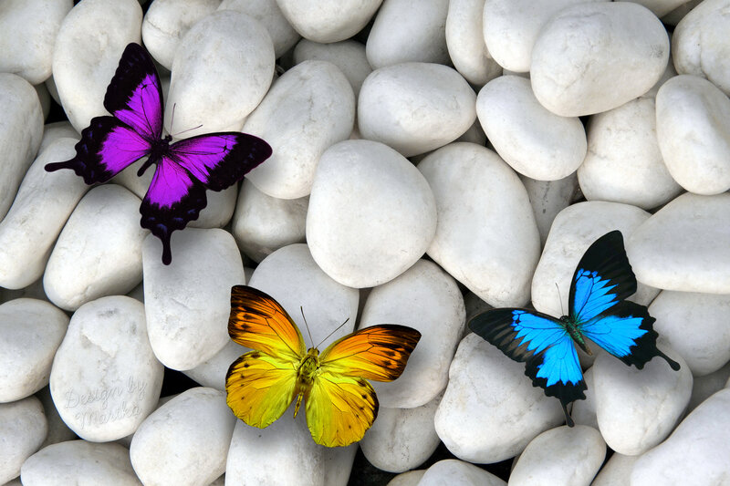 Three Colorful Butterflies — Purple, Serene